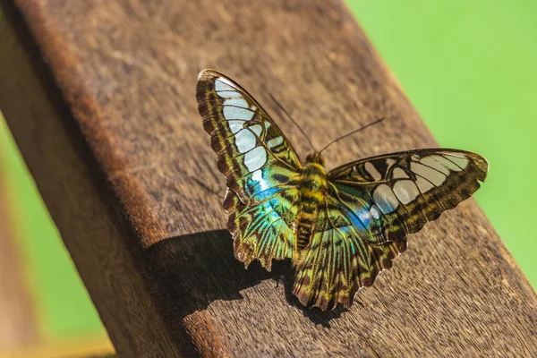 Hermosa Mariposa Color Azul Turquesa Verde Cascadas Kuang Cascada Luang — Foto de Stock