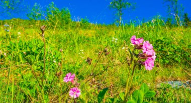 Güzel çayır çiçeği pembe sardunya. Hemsedal Viken Buskerud Norveç 'te yaz manzarası.