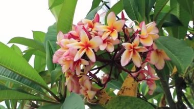 Tayland 'daki Koh Samui' de yeşil bitki arka planına sahip Plumeria pembe ve sarı çiçekler..