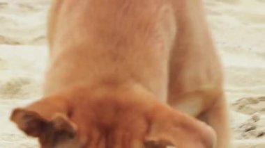 Tayland 'da Koh Samui sahilinde üzgün ve aç sokak köpeği..