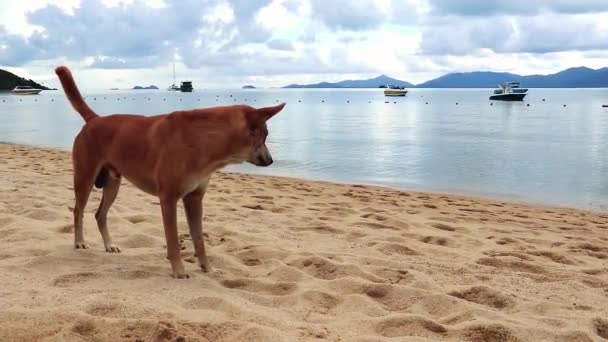 タイのサムイ島のビーチで悲しい空腹の野良犬 — ストック動画