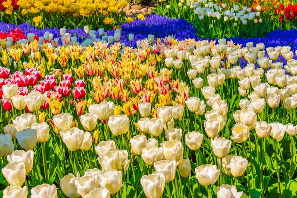 Sinos Azuis Coloridos Uva Jacinto Muscari Armeniacum Tulipas Amarelas Brancas — Fotografia de Stock