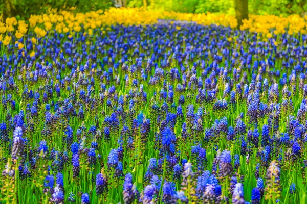 Kleurrijke Blauwe Klokbloemen Druivenhyacint Muscari Armeniacum Gele Tulpen Narcissen Keukenhof — Stockfoto