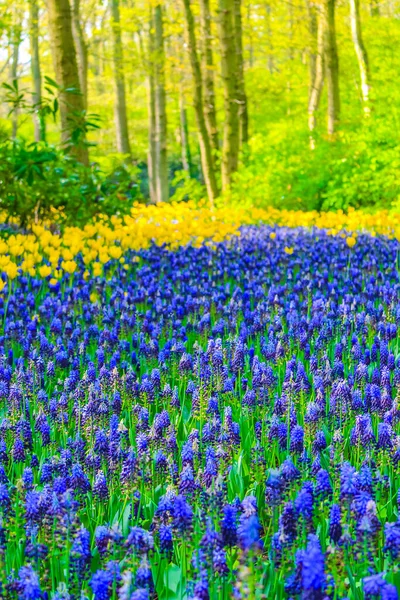 Lisse Güney Hollanda Keukenhof Mavi Çan Çiçekleri Üzüm Sümbülü Muscari — Stok fotoğraf