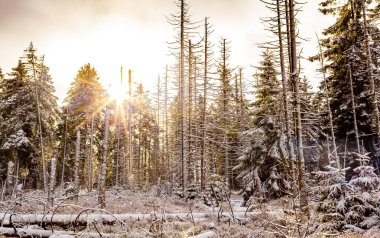 Ölü köknar ladin ağaçları ile Harz dağlarında ölen gümüş ormanlarının arasındaki güneş ışığı Wernigerode Almanya 'da