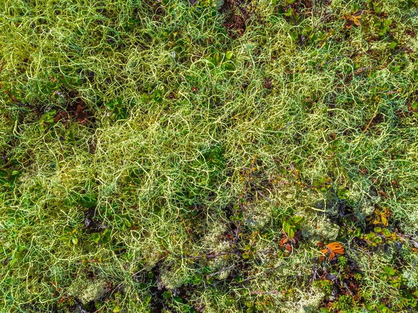 挪威赫赛达尔绿色苔藓和苔藓的石材质地 — 图库照片