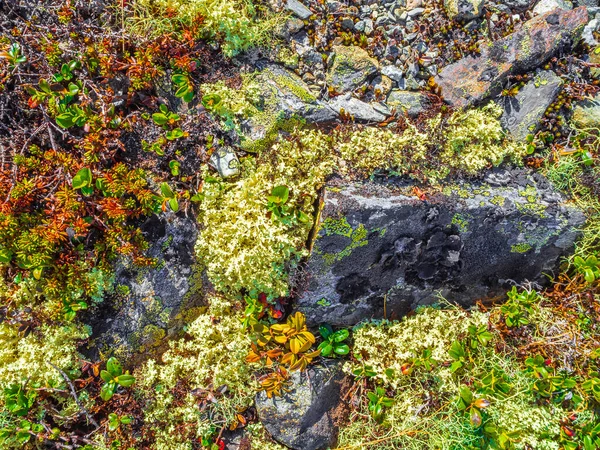 赫赛达尔挪威绿橙 黑苔藓和苔藓的石材质地 — 图库照片