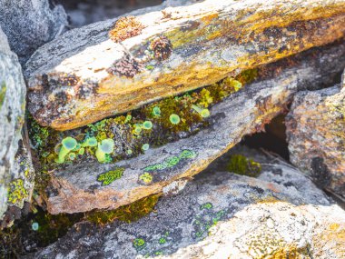 Hemsedal Norveç 'te yeşil yosun ve yosunlu taş kaya dokusu.