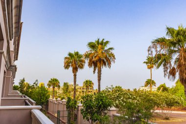 Palmiyeler hindistan cevizi ağaçları ve gündoğumu manzaralı tatil beldeleri Playa de las Americas, Kanarya İspanyol adası Tenerife, Afrika.