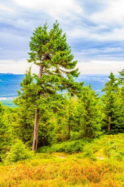 Harz dağlarında Brocken Dağı tepesinde çam ağaçları ve manzara manzarası olan orman Aşağı Saksonya Almanya 'sında Braunlage Dağları