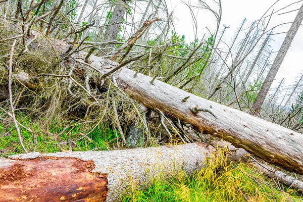 Forêt Argent Mourante Avec Des Épinettes Mortes Panorama Paysager Sommet — Photo