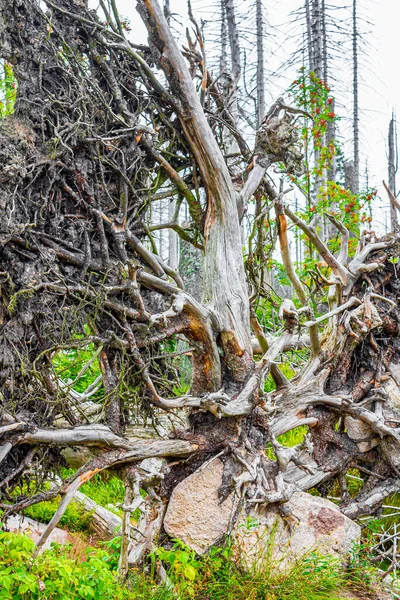 Umierający Srebrny Las Martwymi Wykorzenionymi Drzewami Panoramą Krajobrazu Brocken Mountain — Zdjęcie stockowe