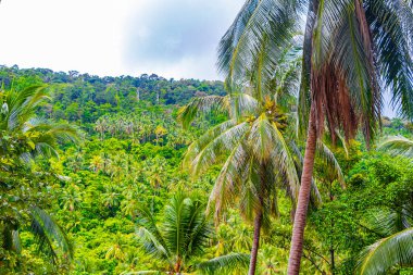 Surat Thani Tayland 'da Koh Samui' de palmiye ağaçları olan tropik orman ormanı..
