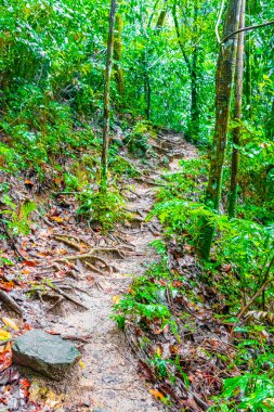 Tropik orman ormanları, Thani Tayland 'da Koh Samui' de palmiye ağaçları yürüyüş parkurları ve patikaları..