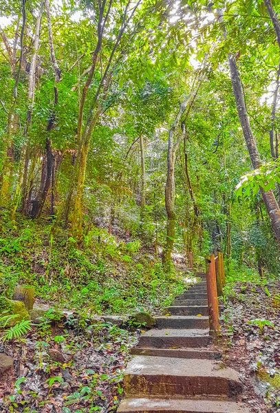 Trópusi Dzsungel Erdő Pálmafákkal Túraútvonal Útvonal Koh Samui Surat Thani — Stock Fotó