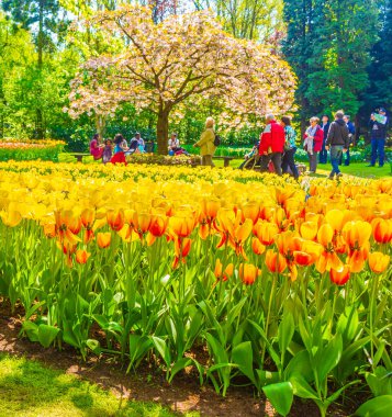 Lisse Hollanda 20 numara. Nisan 2014 Lisse Güney Hollanda 'daki Keukenhof lale parkında kırmızı turuncu laleler ve nergisler