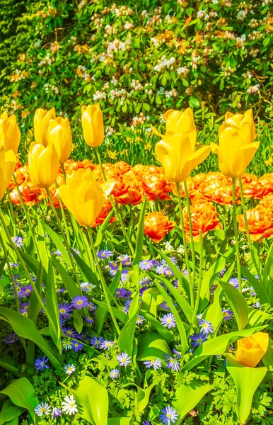 Színes Piros Kék Sárga Tulipánok Nárciszok Keukenhof Tulipánparkban Lisse Dél — Stock Fotó