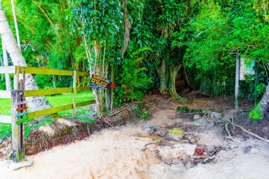 Kum plajı sörfü ve Mangrove sahilindeki renkli tahta oklarda rahatlamak ve tropik ada Ilha Grande Rio de Janeiro Brezilya 'daki Pouso plajında.