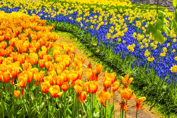 Muitas Tulipas Coloridas Narcisos Keukenhof Tulipa Parque Lisse Holanda Sul — Fotografia de Stock