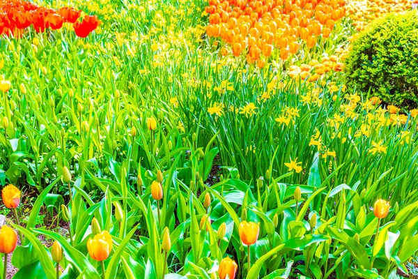 Muitas Tulipas Coloridas Narcisos Keukenhof Tulipa Parque Lisse Holanda Sul — Fotografia de Stock