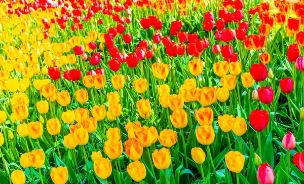 Muitas Tulipas Coloridas Narcisos Keukenhof Tulipa Parque Lisse Holanda Sul — Fotografia de Stock