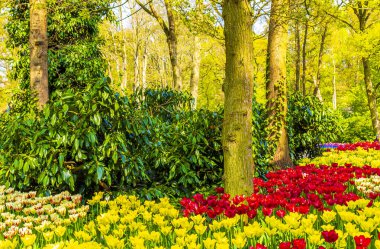 Lisse Güney Hollanda 'daki Keukenhof lale parkında bir sürü renkli lale ve nergis