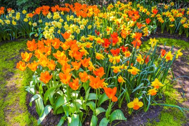 Lisse Güney Hollanda 'daki Keukenhof lale parkında bir sürü renkli lale ve nergis