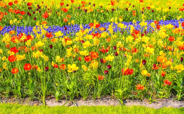 Muitas Tulipas Coloridas Narcisos Keukenhof Tulipa Parque Lisse Holanda Sul — Fotografia de Stock