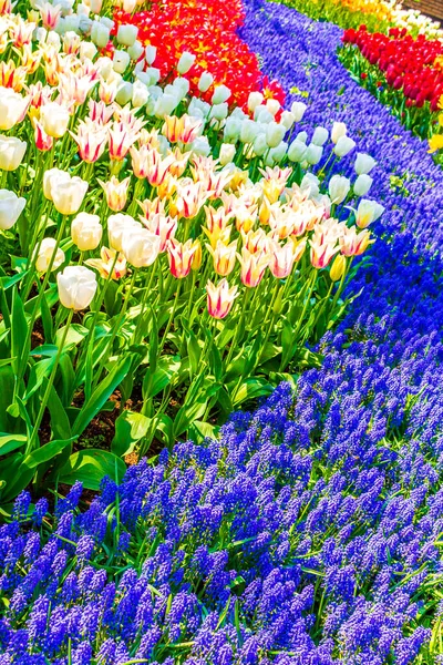 Muitas Tulipas Coloridas Narcisos Keukenhof Tulipa Parque Lisse Holanda Sul — Fotografia de Stock