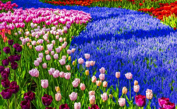 Muitas Tulipas Coloridas Narcisos Keukenhof Tulipa Parque Lisse Holanda Sul — Fotografia de Stock