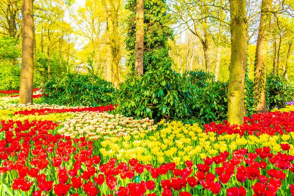 Muitas Tulipas Coloridas Narcisos Keukenhof Tulipa Parque Lisse Holanda Sul — Fotografia de Stock