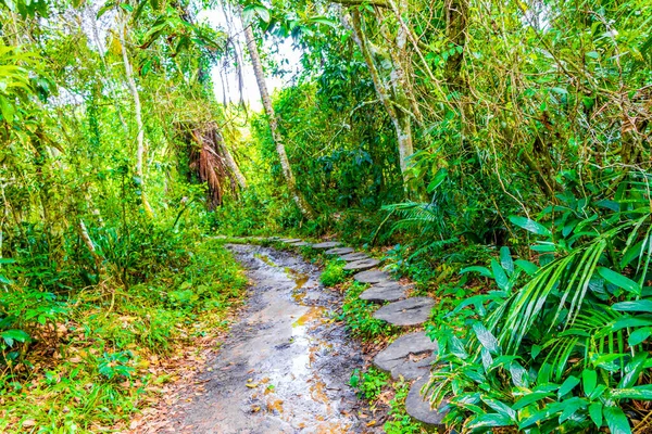 Floresta Tropical Selva Natural Com Palmeiras Trilha Caminhada Caminho Para — Fotografia de Stock