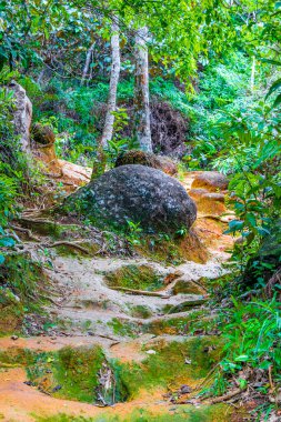 Angra dos Reis Rio de Janeiro Brezilya 'daki büyük tropik ada Ilha Grande' de Praia Lopes Mendes 'e giden yolda ve patikada palmiye ağaçları olan tropik doğal orman ormanı..