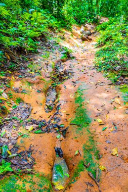 Angra dos Reis Rio de Janeiro Brezilya 'daki büyük tropik ada Ilha Grande' de Praia Lopes Mendes 'e giden yolda ve patikada palmiye ağaçları olan tropik doğal orman ormanı..