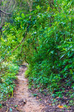 Angra dos Reis Rio de Janeiro Brezilya 'daki büyük tropik ada Ilha Grande' de Praia Lopes Mendes 'e giden yolda ve patikada palmiye ağaçları olan tropik doğal orman ormanı..