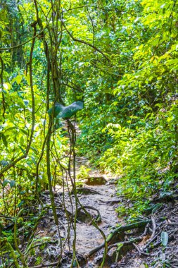 Angra dos Reis Rio de Janeiro Brezilya 'daki büyük tropik ada Ilha Grande' de Praia Lopes Mendes 'e giden yolda ve patikada palmiye ağaçları olan tropik doğal orman ormanı..