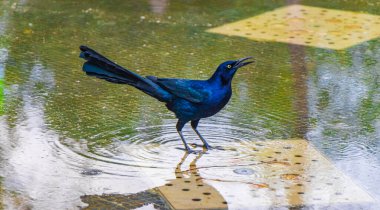 Büyük kuyruklu Grackle Quiscalus Meksika erkek kuşu Mexico City 'deki Alameda Central Park' taki bir çeşmeden su içiyor..