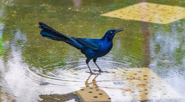 Great-Tailed Grackle Quiscalus mexicanus male bird is drinking water from a fountain in Alameda Central park in Mexico City. clipart