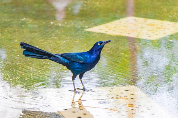 Большой Хвост Grackle Quiscalus Mexicanus Самец Птицы Пьет Воду Фонтана — стоковое фото