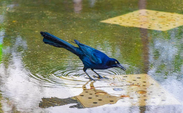 Grackle Cauda Grande Quiscalus Mexicanus Pássaro Masculino Está Bebendo Água — Fotografia de Stock