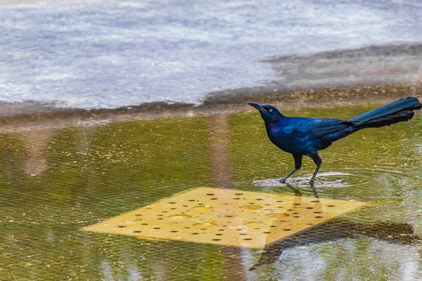 Grackle Cauda Grande Quiscalus Mexicanus Pássaro Masculino Está Bebendo Água — Fotografia de Stock