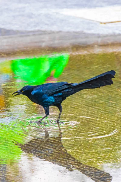 Grackle Cola Grande Quiscalus Mexicanus Pájaro Macho Está Bebiendo Agua —  Fotos de Stock