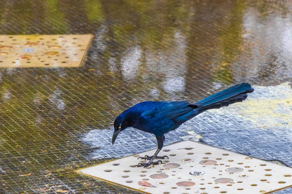 Großschwanzgrackle Quiscalus Mexicanus Männchen Trinkt Wasser Aus Einem Brunnen Alameda — Stockfoto