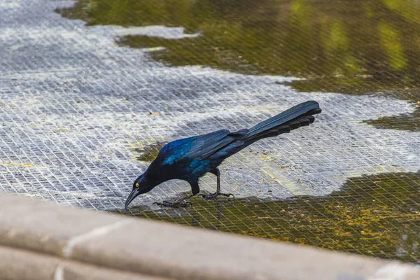 Grackle Cauda Grande Quiscalus Mexicanus Pássaro Masculino Está Bebendo Água — Fotografia de Stock