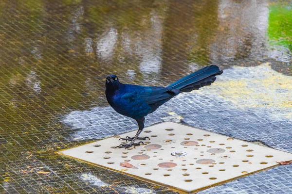 Большой Хвост Grackle Quiscalus Mexicanus Самец Птицы Пьет Воду Фонтана — стоковое фото