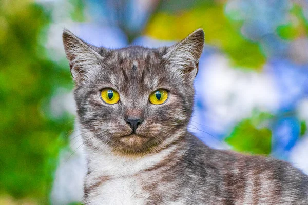 Bonito Gato Bonito Com Olhos Amarelos Natureza Fundo Verde Minsk — Fotografia de Stock