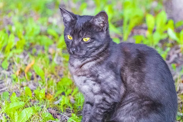 白俄罗斯明斯克美丽的可爱猫 嘴张开 绿色背景 — 图库照片