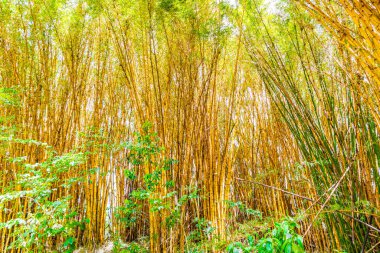 San Jose Eyaleti Kosta Rika tropikal ormanında yeşil sarı bambu ağaçları.