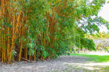 San Jose Eyaleti Kosta Rika tropikal ormanında yeşil sarı bambu ağaçları.
