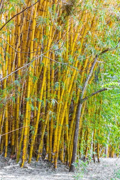Bambous Jaunes Verts Dans Forêt Tropicale Province San José Costa — Photo